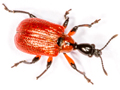 Apoderus coryli